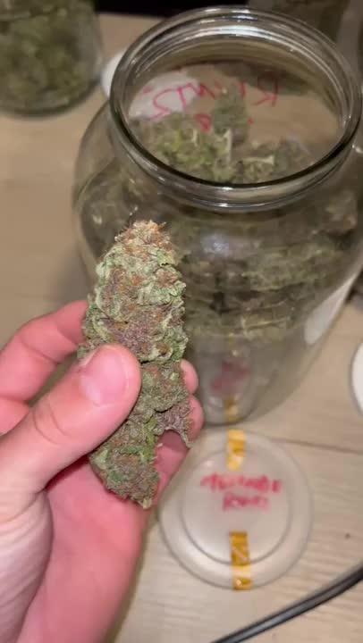 DP second grow