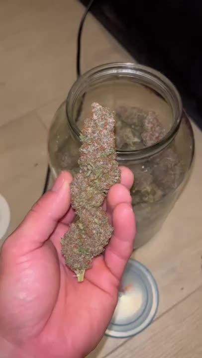 DP second grow