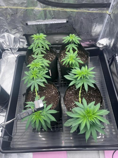 Mimosa Evo. Week 4