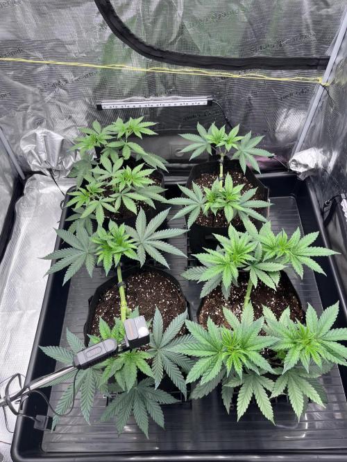 Mimosa Evo. Week 5