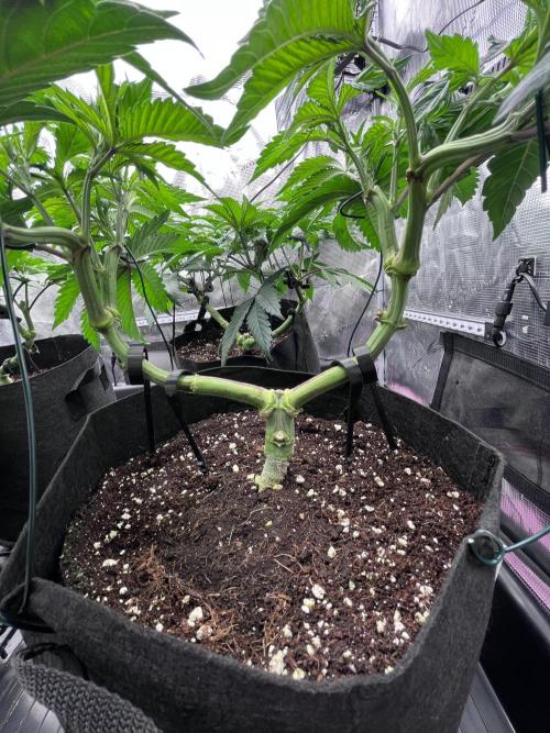 Mimosa Evo-Barneys. Week 6