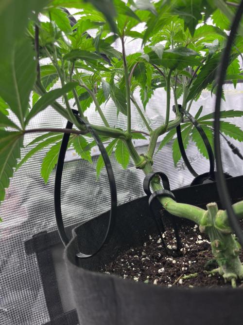 Mimosa Evo-Barneys. Week 6