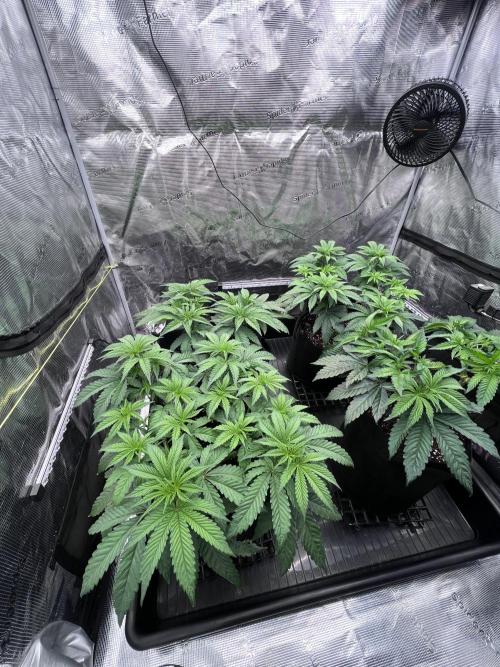 Mimosa Evo-Barneys. Week 6