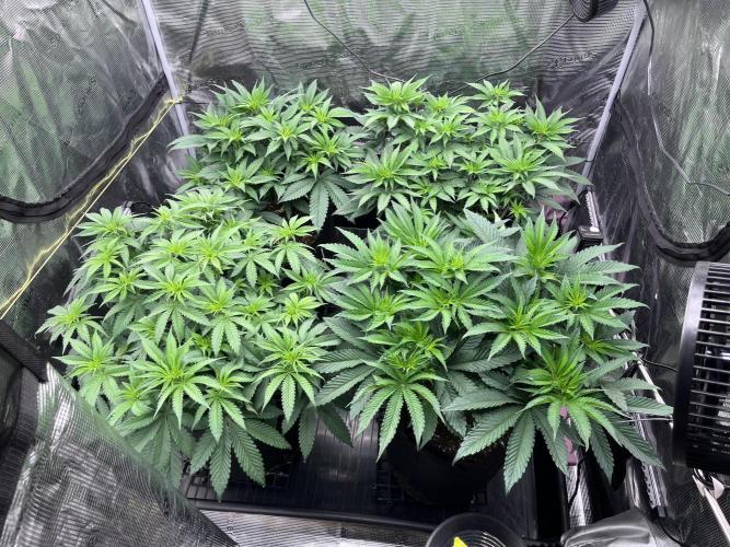 Mimosa Evo. Week 7