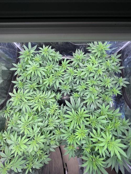 Mimosa Evo-Barneys. Week 8