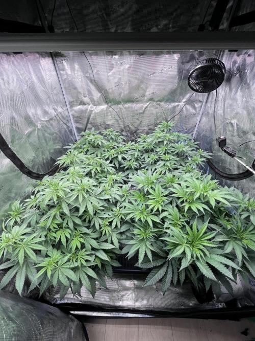 Mimosa Evo-Barneys. Week 8