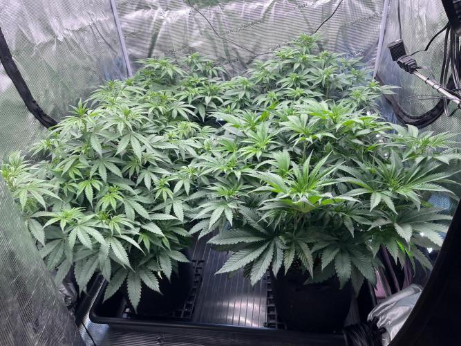 Mimosa Evo-Barneys. Week 8