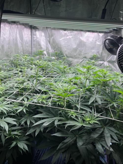 Mimosa Evo-Barneys. Week 9