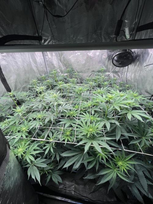 Mimosa Evo-Barneys. Week 9
