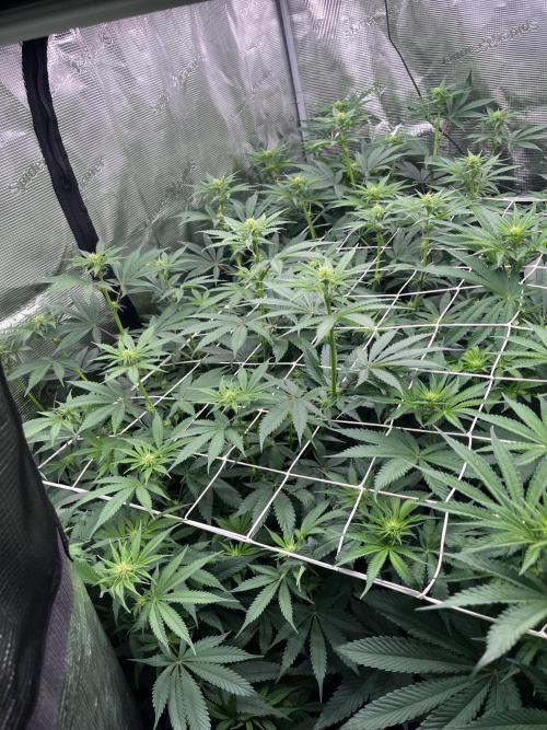 Mimosa Evo-Barneys. Week 9