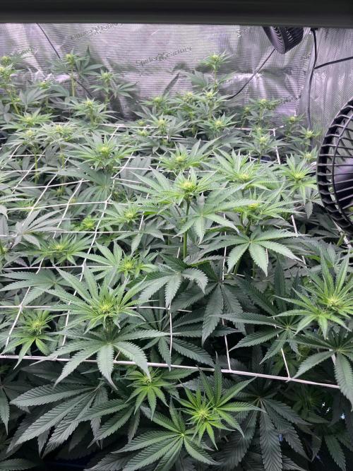 Mimosa Evo-Barneys. Week 9