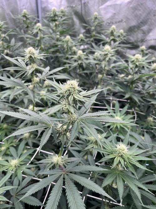 Mimosa Evo-Barneys. Week 10