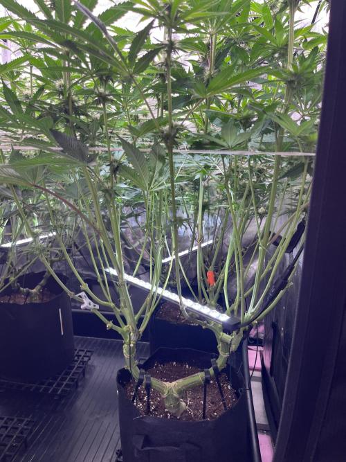 Mimosa Evo-Barneys. Week 10