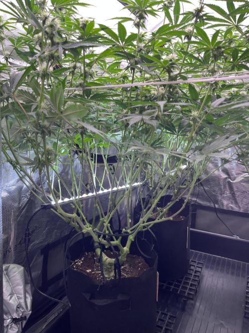 Mimosa Evo-Barneys. Week 10