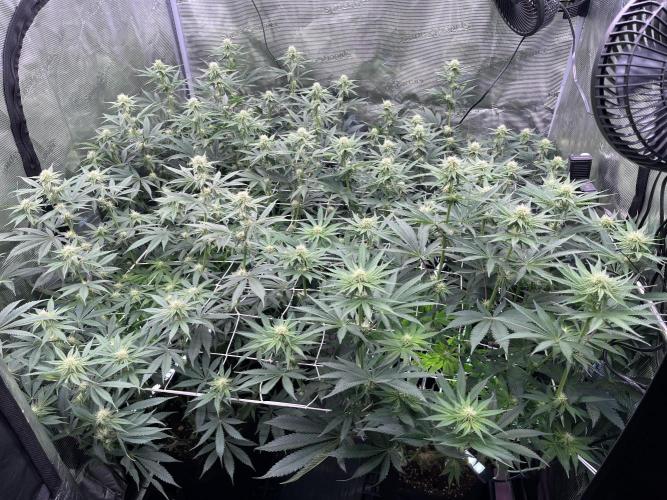 Mimosa Evo-Barneys. Week 10