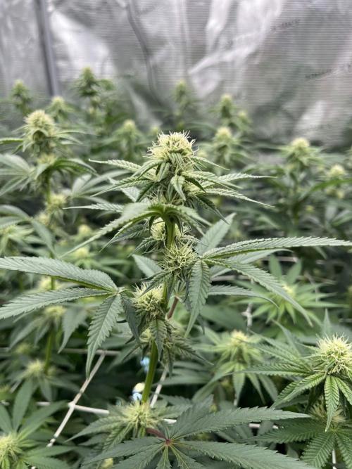 Mimosa Evo-Barneys. Week 10