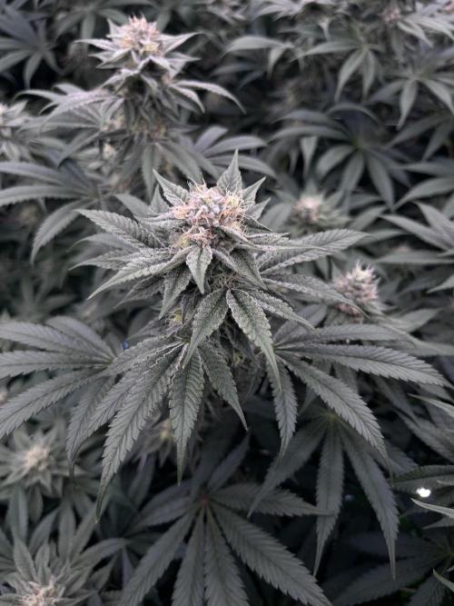 Mimosa Evo-Barneys. Week 12