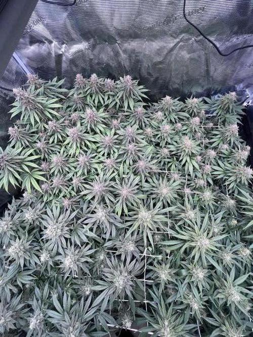 DP second grow. Week 12