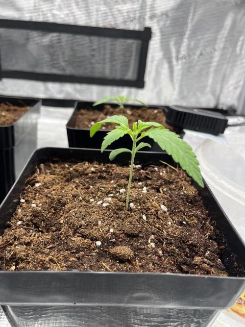 První kolo. Week 1 - Criminal +