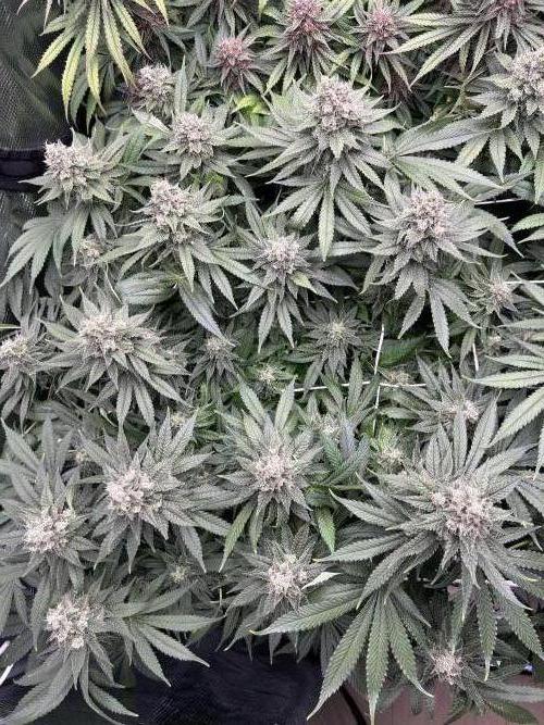 DP second grow. Week 13 - Lemon