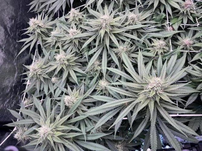 DP second grow. Week 11 - Glueberry