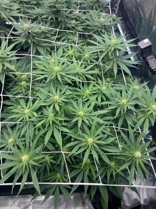 DP second grow. Week 8 - Glueberry