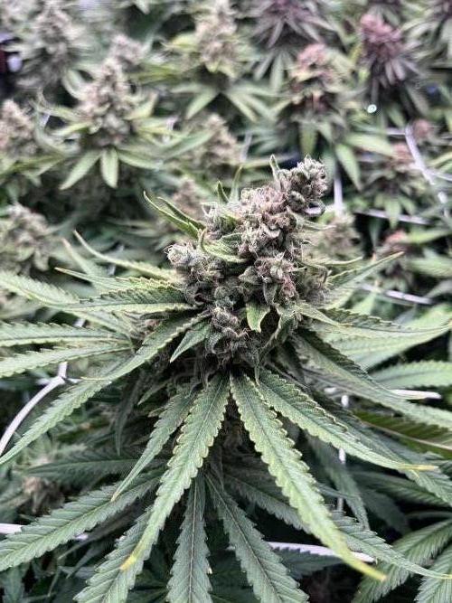 DP second grow. Week 14 - Lemon