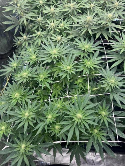 DP second grow. Week 8 - Lemon OG