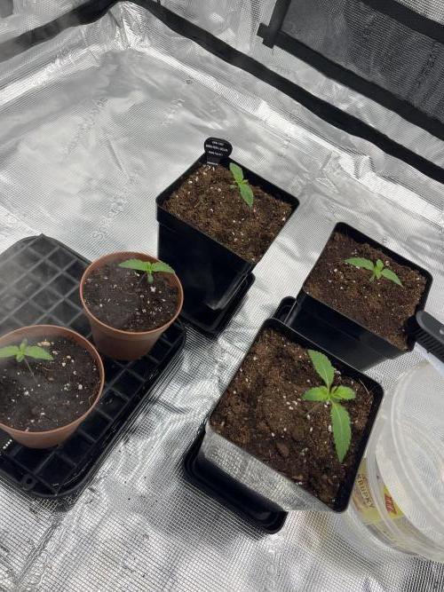 První kolo. Week 1 - rajská zahrada