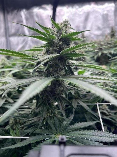 DP second grow. Week 11 - Glueberry