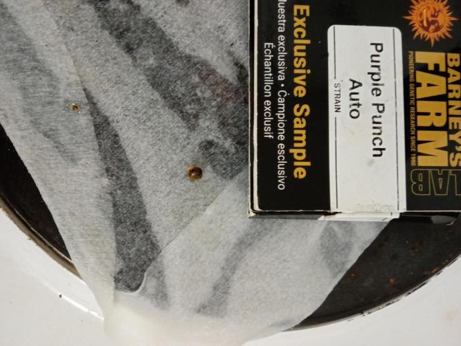 Yr Begins. Week 0 - Purple unch auto 1x seed.