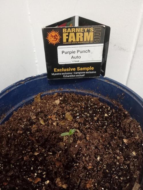 Afunkie1 yr26. Week 0 - Exactly 7 days from putting seed in  to geminate