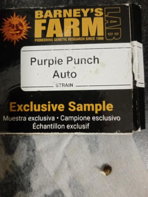 Afunkie1 yr26. Week 0 - 12/1/26  germination rate 1 of 1 germinated