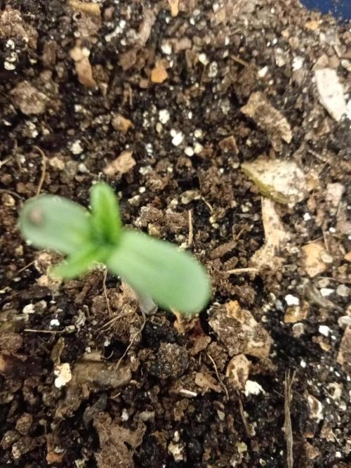 Afunkie1 yr26. Week 1