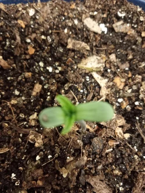 Afunkie1 yr26. Week 1