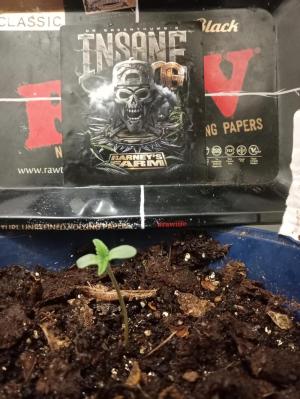 Comment by Afunksta photo #1