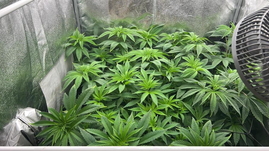 JDGenetics Hunters Grape/HuntersRuntz. Week 1