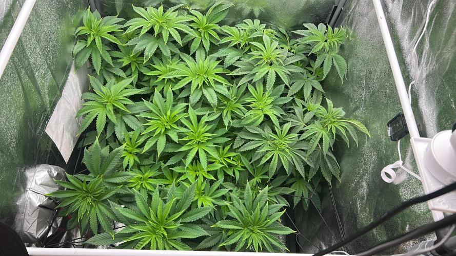 JDGenetics Hunters Grape/HuntersRuntz. Week 1