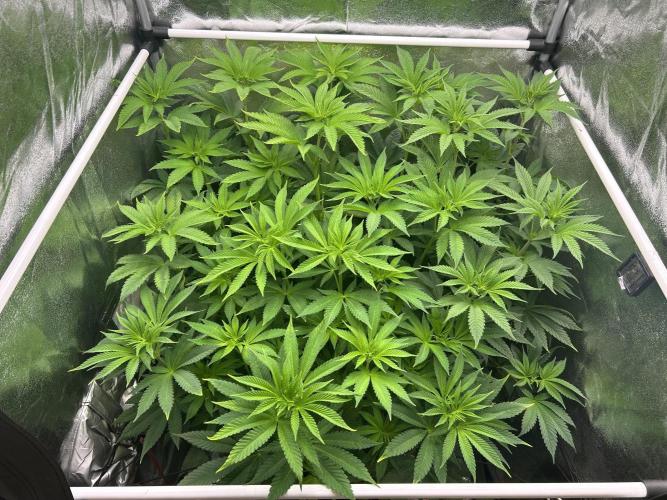 JDGenetics Hunters Grape/HuntersRuntz. Week 2