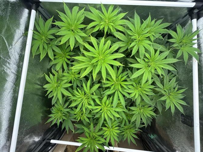 JDGenetics Hunters Grape/HuntersRuntz. Week 2