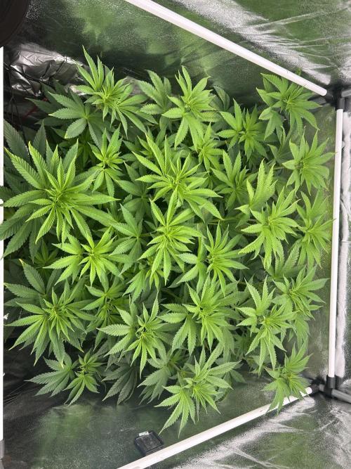 JDGenetics Hunters Grape/HuntersRuntz. Week 2