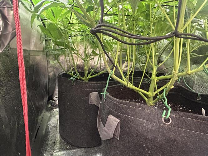 JDGenetics Hunters Grape/HuntersRuntz. Week 2