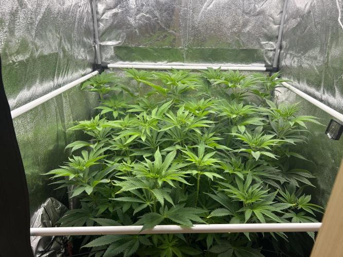 JDGenetics Hunters Grape/HuntersRuntz. Week 2