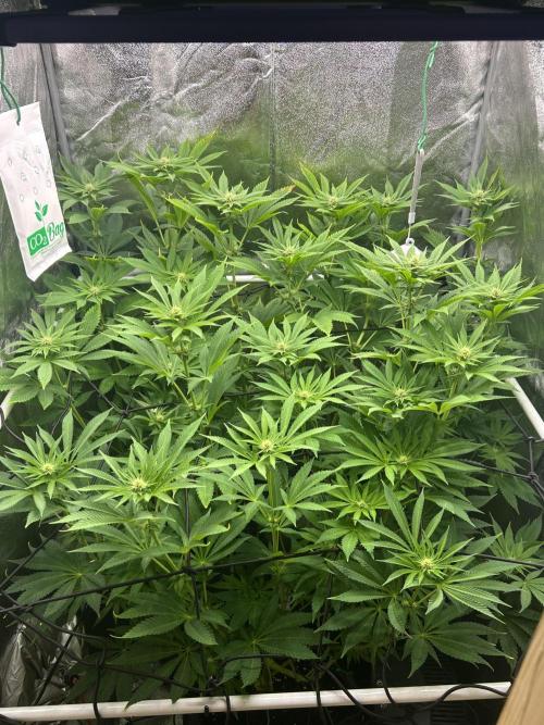 JDGenetics Hunters Grape/HuntersRuntz. Week 3