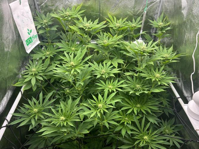 JDGenetics Hunters Grape/HuntersRuntz. Week 3