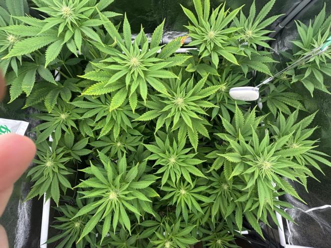 JDGenetics Hunters Grape/HuntersRuntz. Week 3