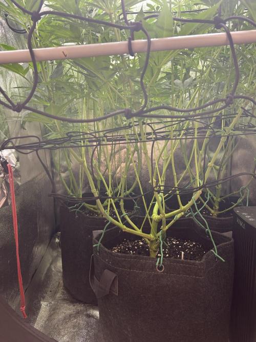 JDGenetics Hunters Grape/HuntersRuntz. Week 3