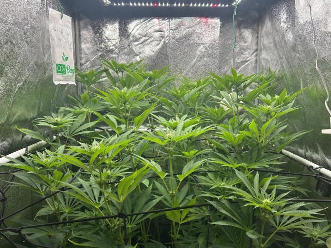 JDGenetics Hunters Grape/HuntersRuntz. Week 3