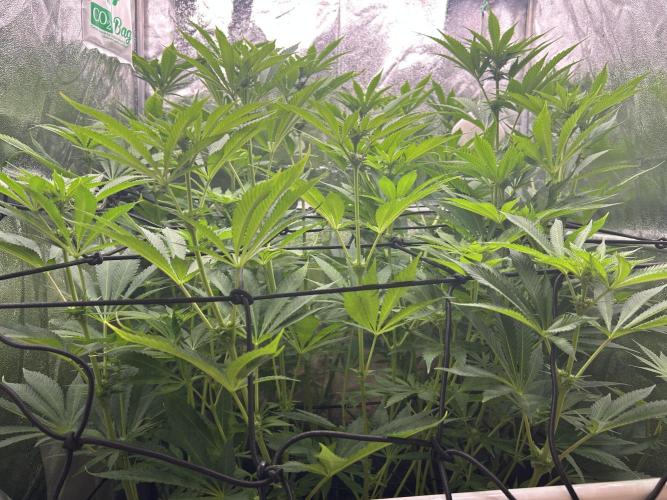 JDGenetics Hunters Grape/HuntersRuntz. Week 3