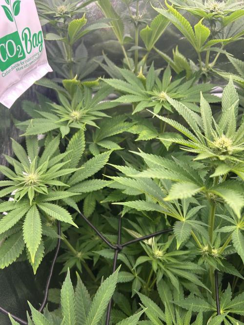 JDGenetics Hunters Grape/HuntersRuntz. Week 3